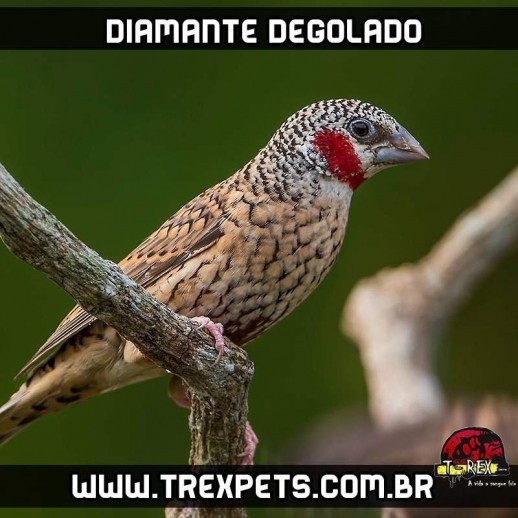 Comprar diamante degolado