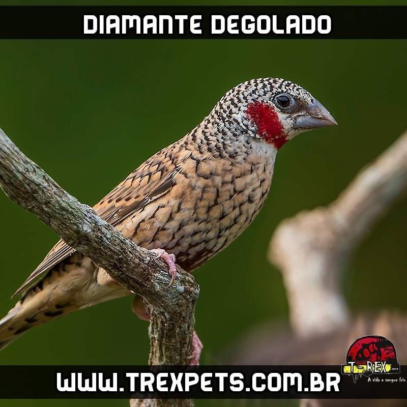 Comprar diamante degolado