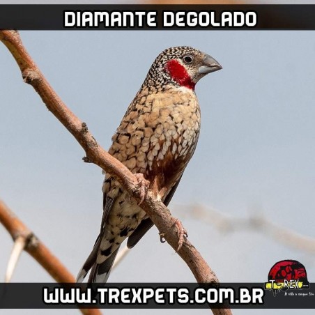 venda de diamante degolado