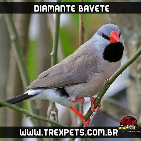 onde comprar diamante bavete