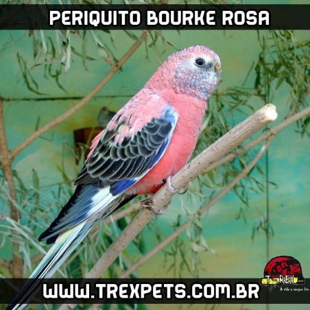 venda de periquito bourke rosa