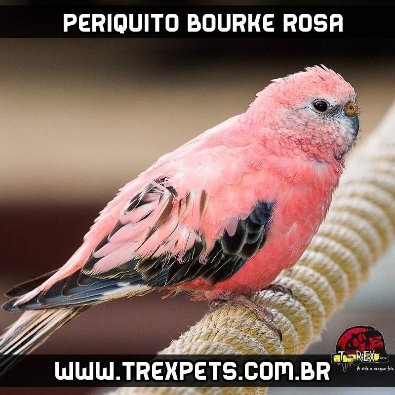 comprar periquito bourke rosa