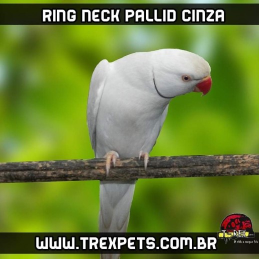 Ring Neck Pallid Cinza