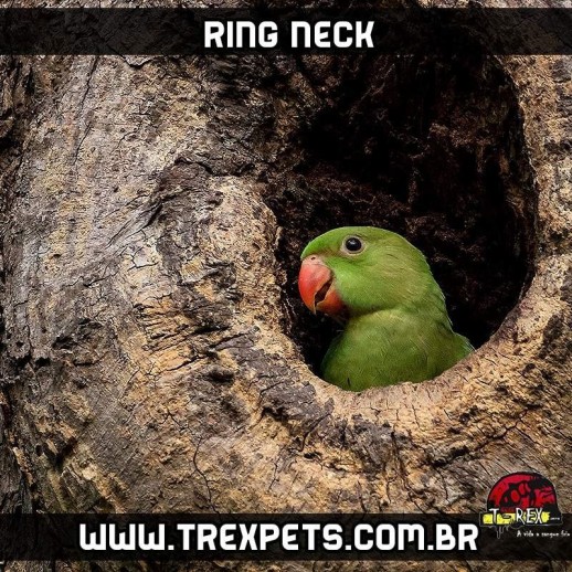 filhote de ring neck manso