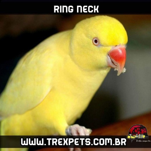 ring necks em londrina