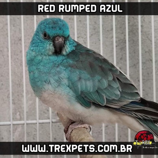 comprar red rumped