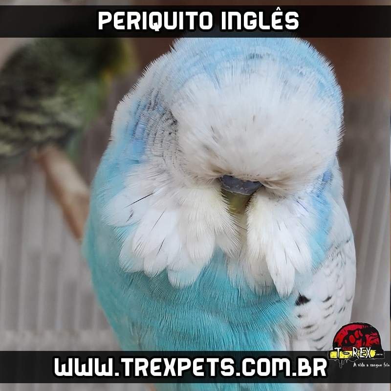 comprar periquito ingles parana
