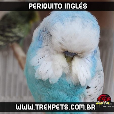 comprar periquito ingles parana