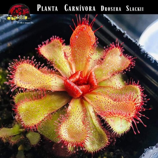 Planta Carnívora - Drosera...