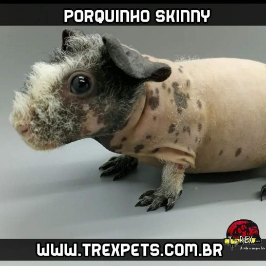 Porquinho da Índia que não tem pelos