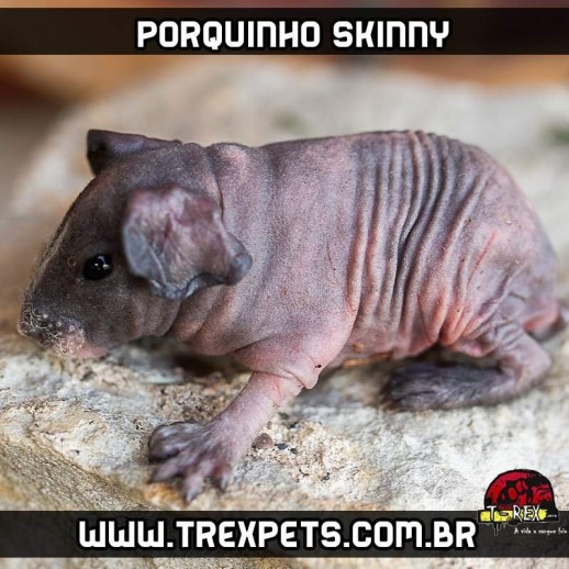 Porquinho da Índia que não tem pelos