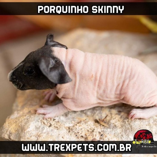 Porquinho da Índia sem pêlos em minas gerais