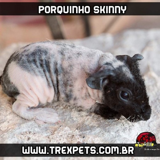 Cuidar de um Porquinho da Índia sem pêlos