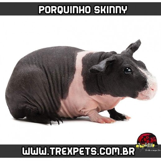 Criação de Porquinho da Índia sem pêlos