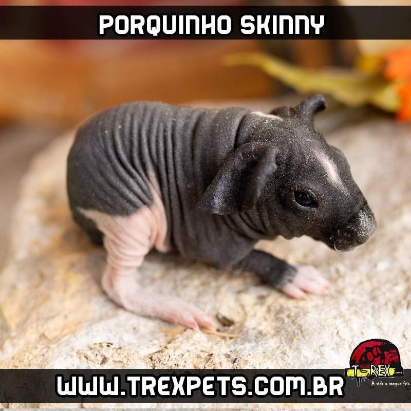 Porquinhos da índia de raça