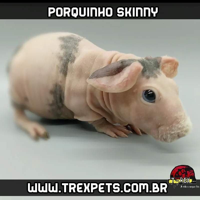 Cavário Porquinhos da Índia