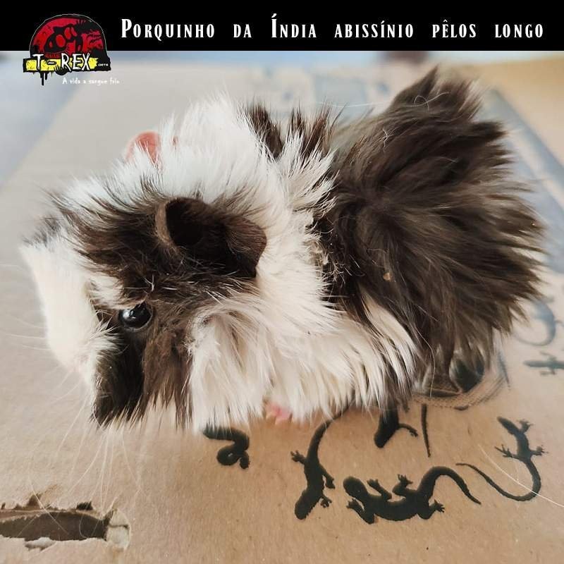 porquinho da india peludo