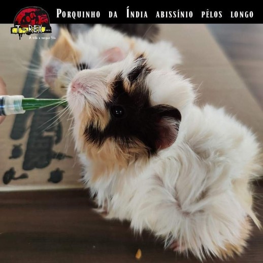 porquinho da índia peludo