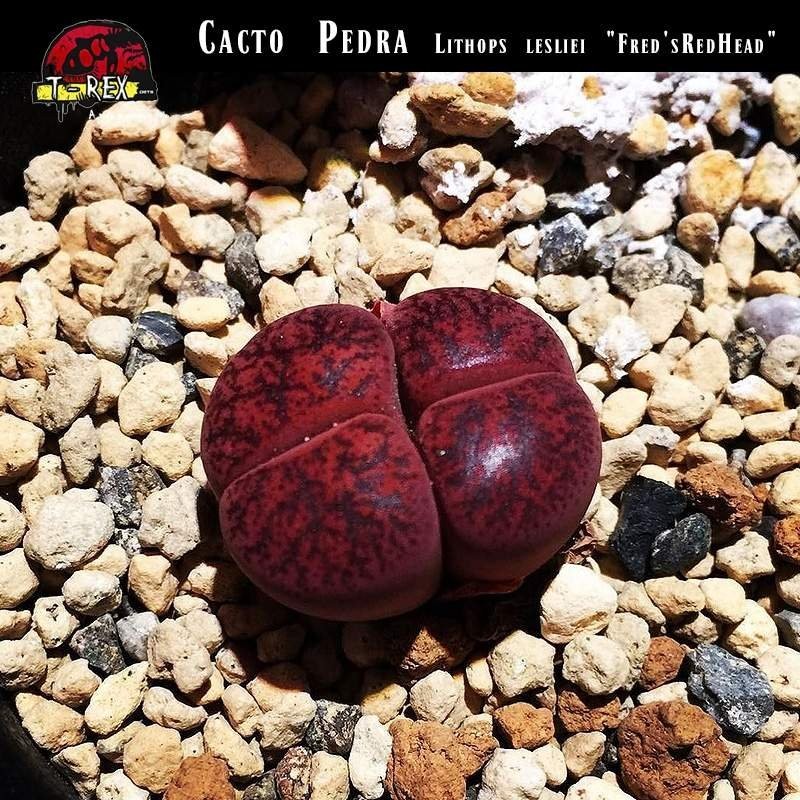 comprar cacto pedra vermelho