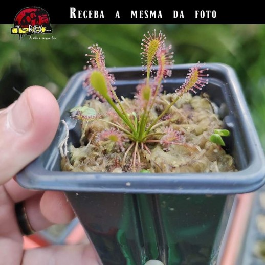 Muda de Planta Carnivora