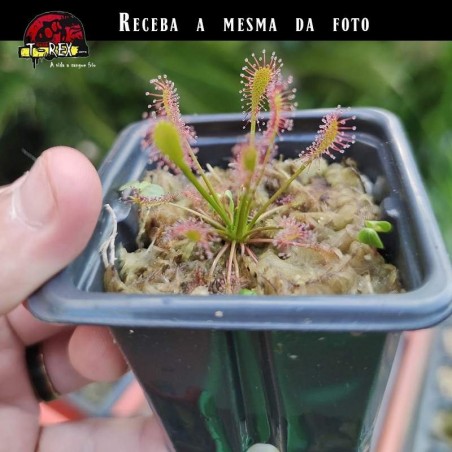 Muda de Planta Carnivora
