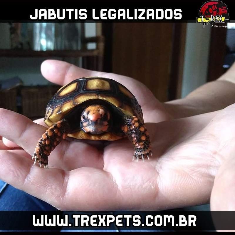 filhote de jabuti legalizado