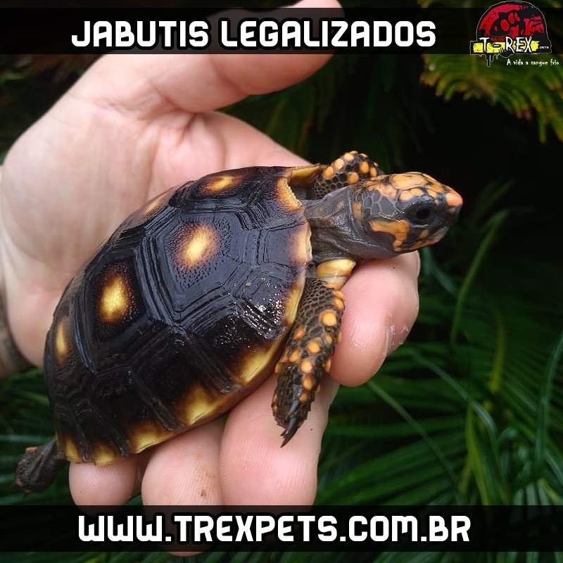 venda de jabuti legalizado