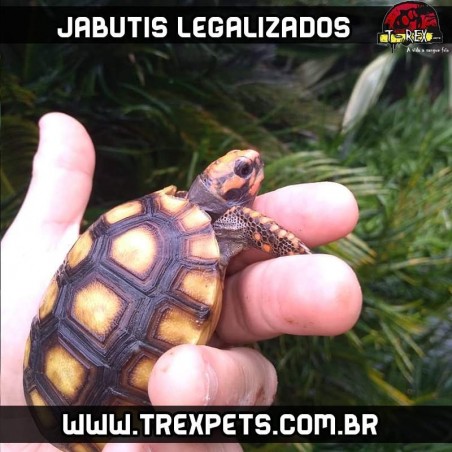 Filhote de jabuti a venda