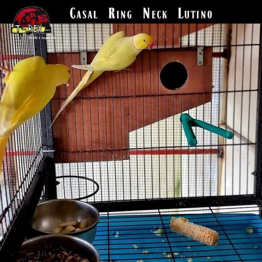 Comprar casal ring neck