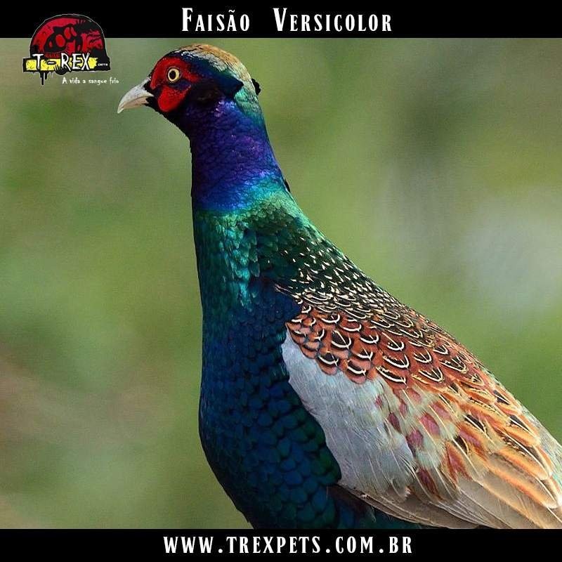 comprar faisão versicolor