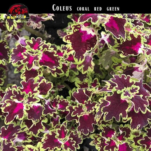 Muda de Coleus Coração Magoado