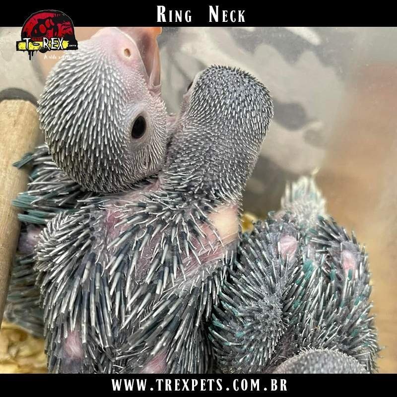 filhote de Ring Neck cinza