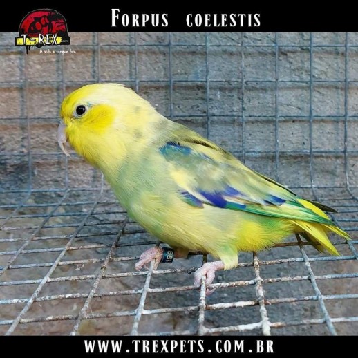 venda de papagaio forpus