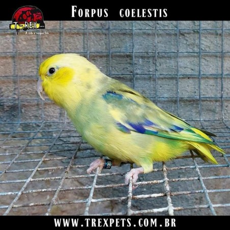 venda de papagaio forpus