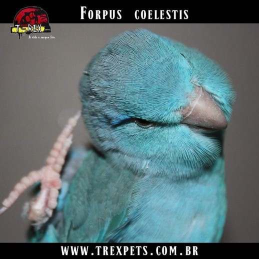 Comprar papagaio anão