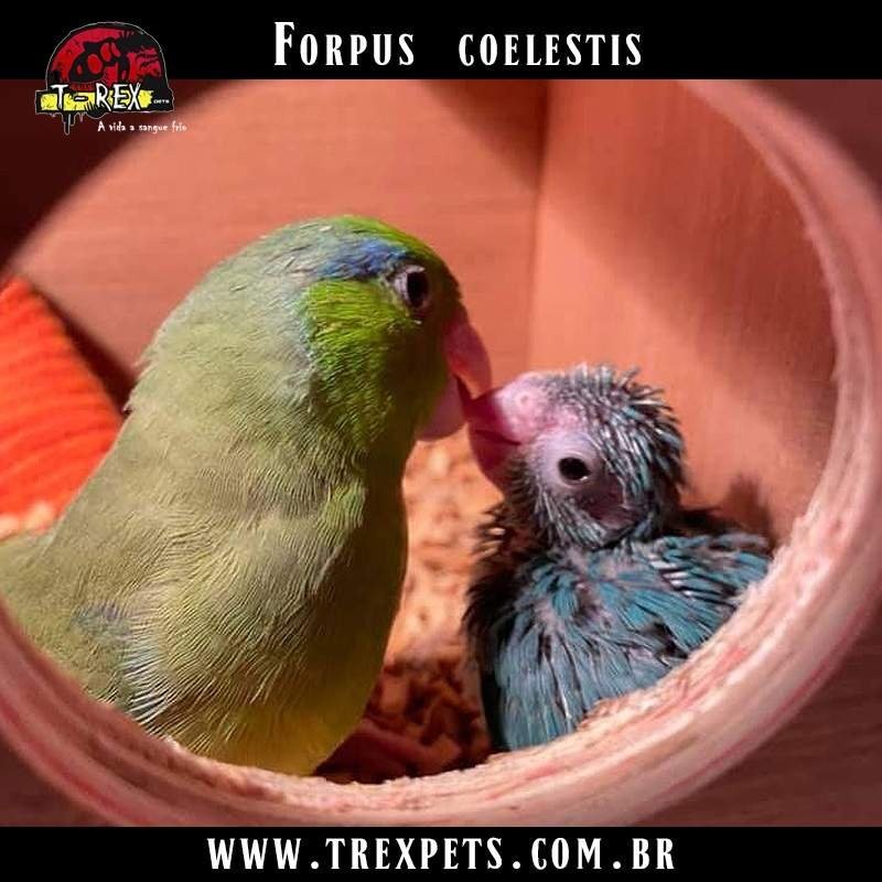Filhote de Papagaio Anão Forpus