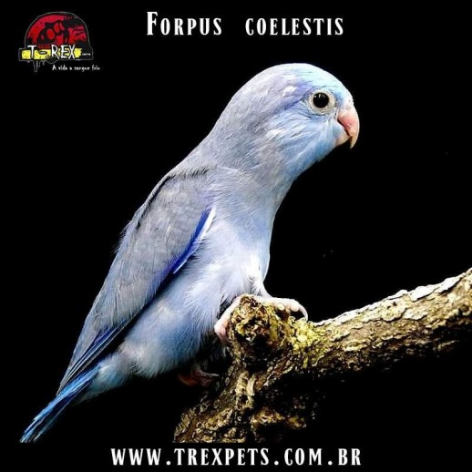 forpus papagaio anão em são paulo