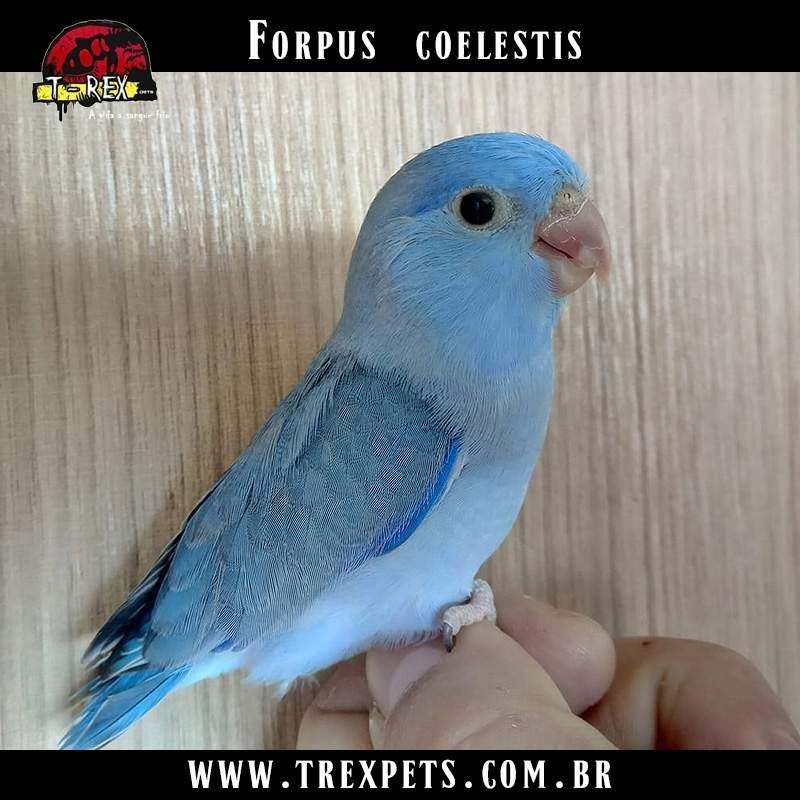 Comprar Papagaios Forpus