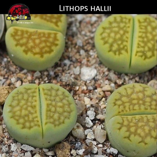 Muda de cacto pedra verde