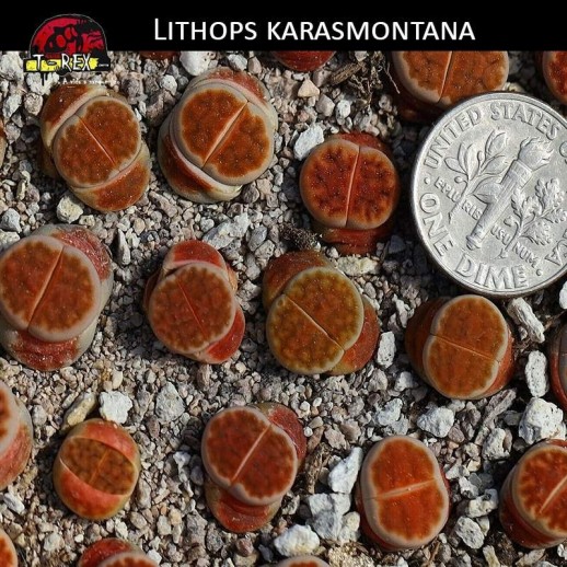 Cacto Pedra Lithops