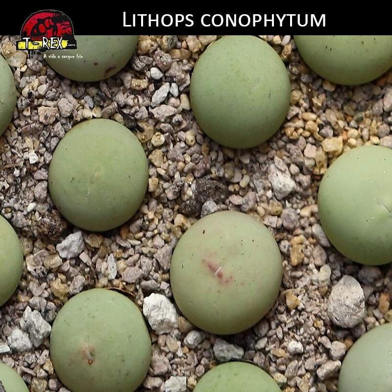 Comprar muda de cacto pedra