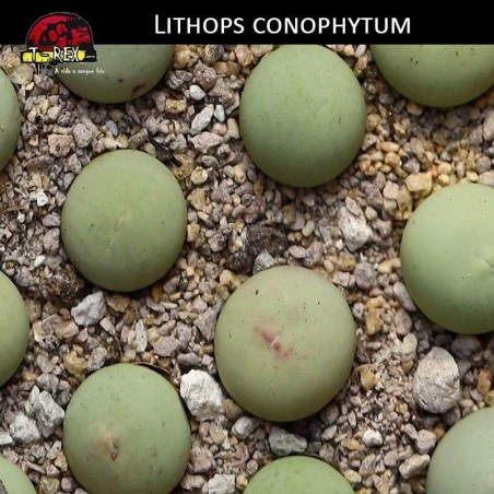 Comprar muda de cacto pedra