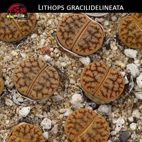 Cacto Pedra Lithops laranja