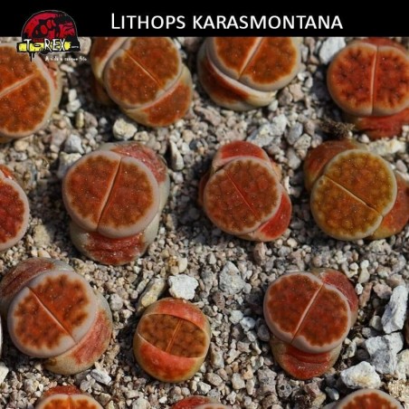 cacto pedra laranjado