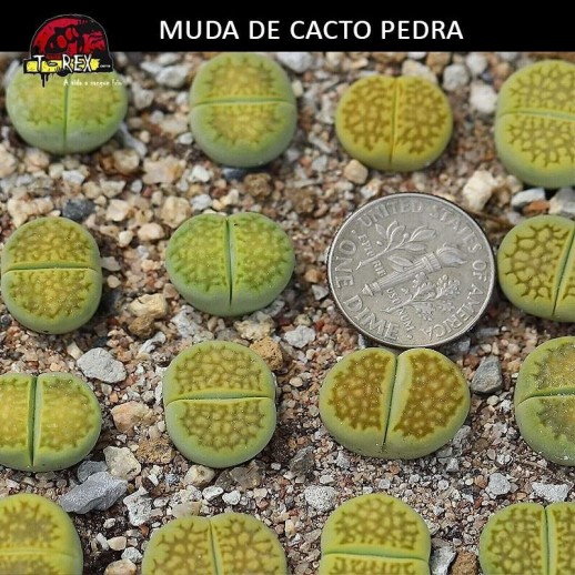 Cacto pedra verde lithops