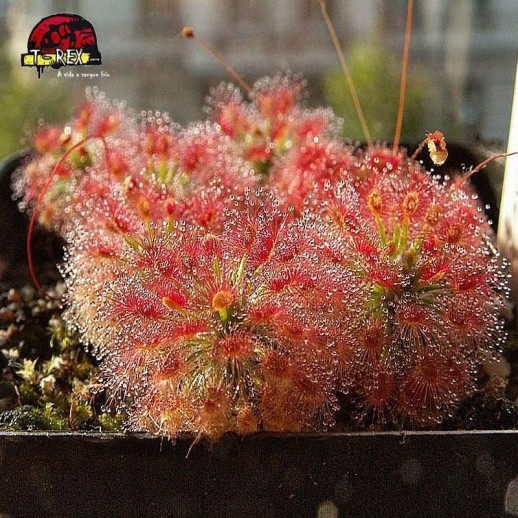 comprar drosera pigmeia roseana