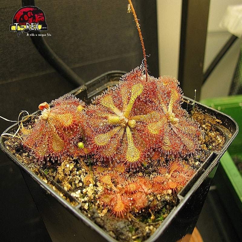 comprar planta carnivora drosera vanusta