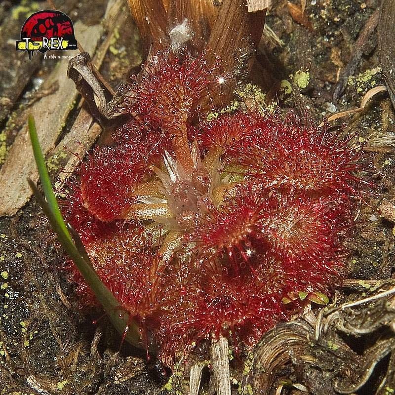 comprar planta carnivora drosera capillaris