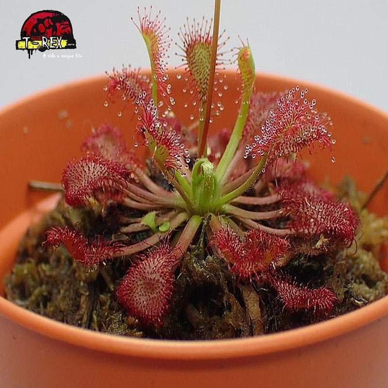 comprar muda de planta carnivora drosera capillaris