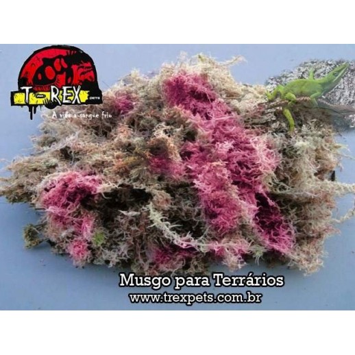 Musgo esfagno vermlho